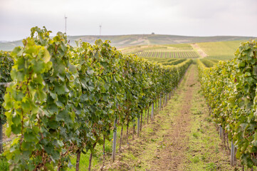 Fototapeta na wymiar Vineyard with vine plants during september harvest season, grown plants on a hill, mainz zornheim, germany