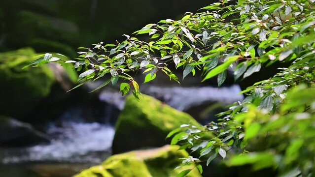 The green leaves slowly sway in the wind. Flowing white stream. The stream and moss-covered rocks are in the background. Wufen Mountain, New Taipei City.