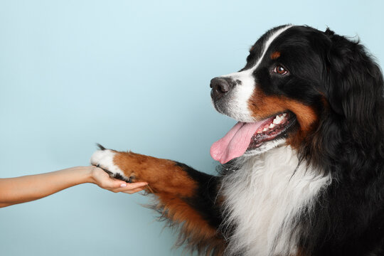 Stock Foto Bernese mountain dog on a pale blue background. Studio shot of a dog and a human hand on an isolated background. The dog gives a paw to the owner. The man holds the dog by the paw.