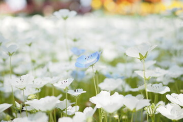 白いネモフィラ畑の中に咲く水色のネモフィラ