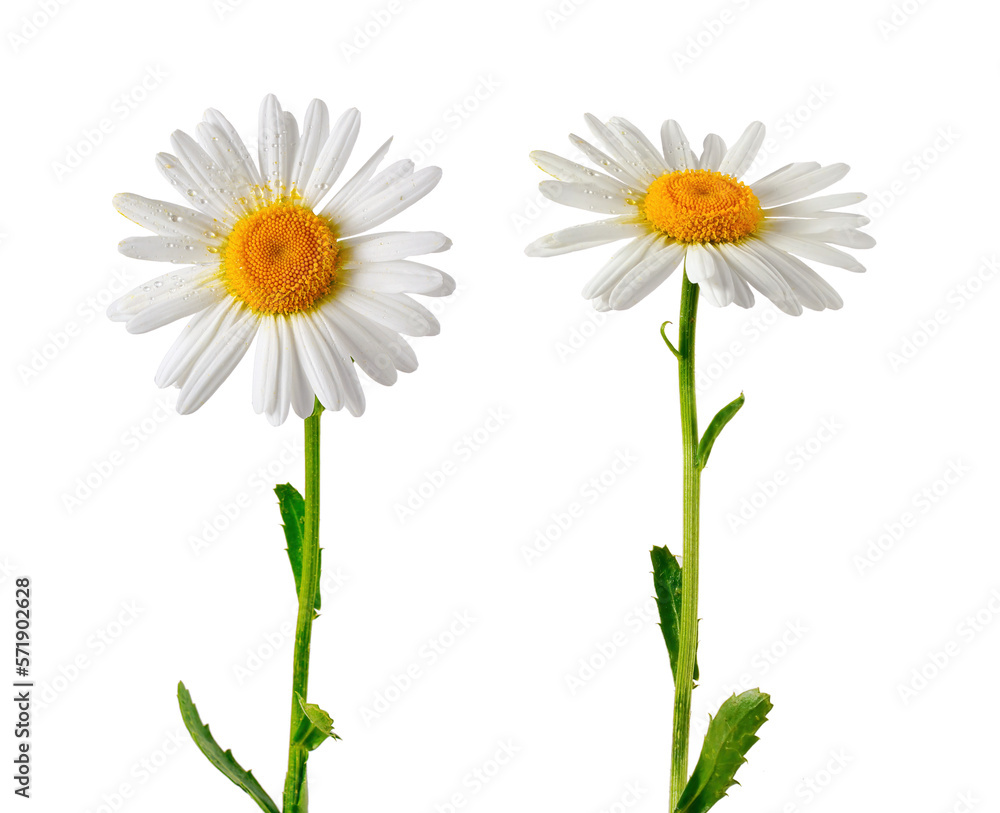 Poster set of two elements for design. daisies close-up isolated on transparent background.