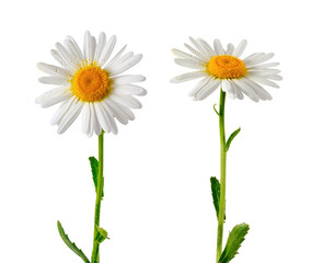 Set of two elements for design. Daisies close-up isolated on transparent background.