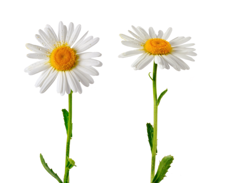 Set of two elements for design. Daisies close-up isolated on transparent background.