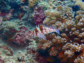 Small tropical fish on coral underwater.
