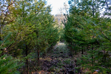 Wiederaufforstung im Mischwald durch Neuanpflanzung von jungen Nadelbäumen