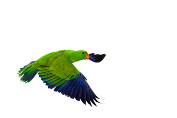 Colorful Eclectus parrot flying isolated on transparent background png file	
