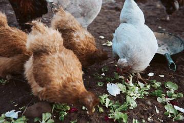 Chickens, cockerel poultry in yard eating kitchen scraps