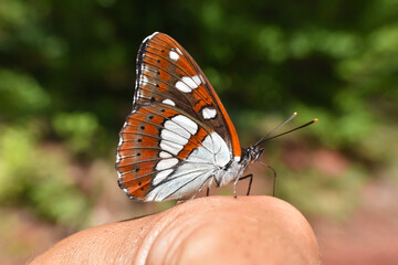 Southern white admiral, Limenitis reducta. Big beautiful butterfly, black with blue reflections