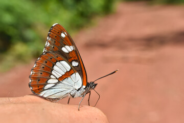 Southern white admiral, Limenitis reducta. Big beautiful butterfly, black with blue reflections