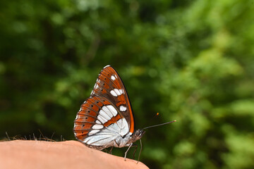 Plakat Southern white admiral, Limenitis reducta. Big beautiful butterfly, black with blue reflections