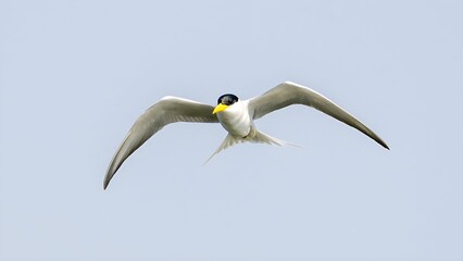 Fototapeta na wymiar The Indian river tern or just river tern (Sterna aurantia)