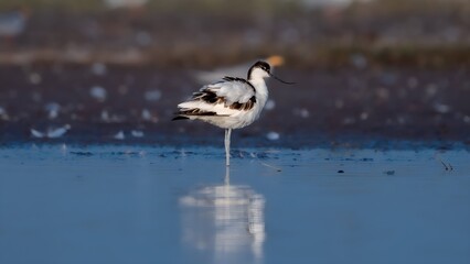 The pied avocet (Recurvirostra avosetta) 