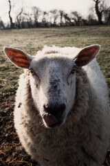 Close up of Ewe's face and nose, funny farm animals