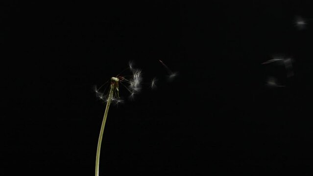 Slow motion of blowing white dandelion flower, seeds flying on black background