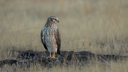 The pale or pallid harrier (Circus macrourus)