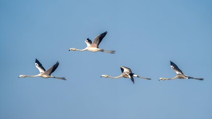 The greater flamingo (Phoenicopterus roseus)