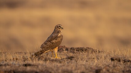 Female Montagu's harrier (Circus pygargus)
