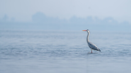 The grey heron (Ardea cinerea)