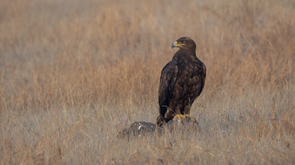 The steppe eagle (Aquila nipalensis)