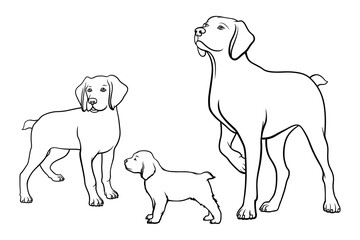 American dog breed Brittany in lines. A family of dogs. Vector illustration on a white background.