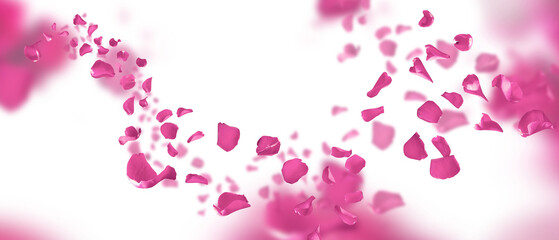 Wedding background with garland of floating pink rose petals on transparent background. Concept for...