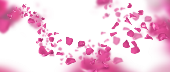 Wedding background with garland of floating pink rose petals on transparent background. Concept for banner and love letters on the 14th of february and mother's day. PNG image.