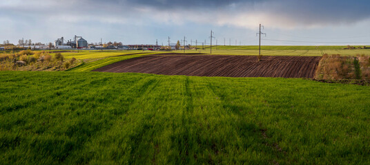 Green field of young wheat shoots and grain elevators with outbuildings on the horizon