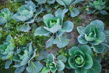 Cabbage field in the garden. Green cabbage growing in the garden
