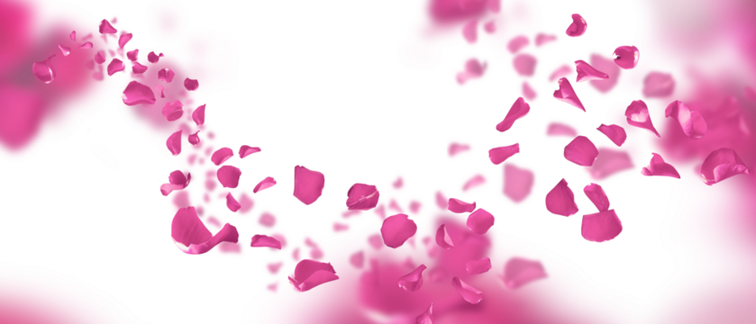 Wedding background with garland of floating pink rose petals on transparent background. Concept for banner and love letters on the 14th of february and mother's day. PNG image.