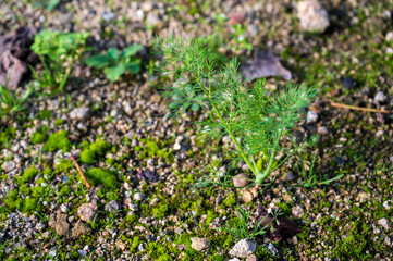 Detail of small green plant growing on the ground.