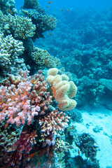 Naklejka na ściany i meble Colorful, picturesque coral reef at bottom of tropical sea, hard corals and yellow sarcophyton leather coral, underwater landscape
