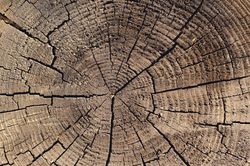 Fototapeta premium cross section of tree