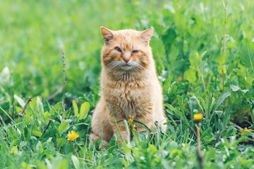Naklejka na ściany i meble Portrait of a red stray cat with sore eyes sitting in the green grass