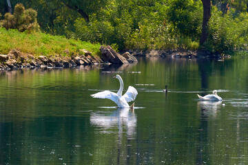 white swans on the pond in the park