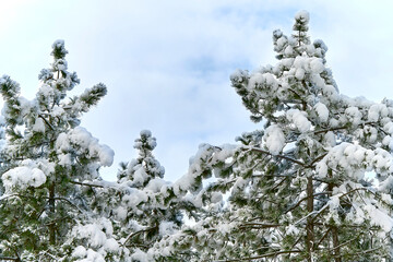 pine trees in the snow against the blue sky