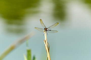 dragonfly on a branch close-up