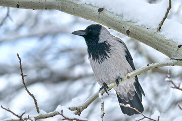 big crow in winter on a branch close-up