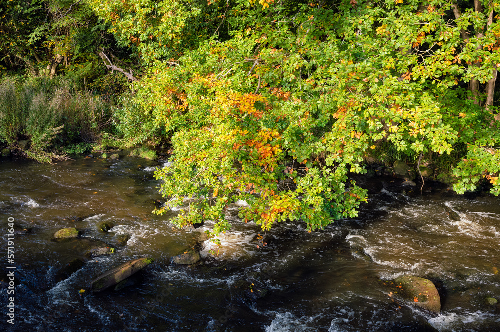 Wall mural a tree overhanding a river with leaves turning a golden brown at the beginning of autumn in the engl