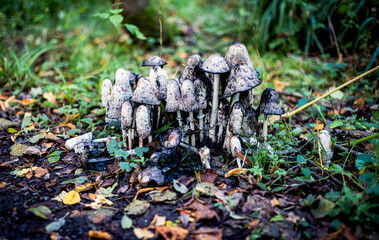 A closeup of decaying fungal growth on the forest floor with decaying leaves in UK woodland.