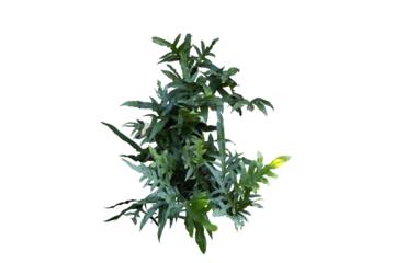 Philodendron plant grow in rain forest, transparency background