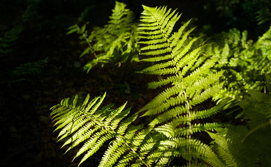 The glow of warm summer sunlight shining through the tree canopy onto bright green bracken leaves with dark shadows and shade of the woodland behind it in the English countryside.