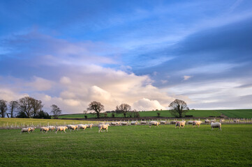 Sheep grazing in a green field in the English countryside at sunset in winter on a UK farm.