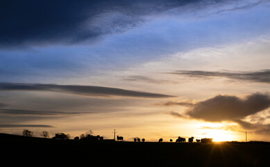 The silhouette of sheep grazing on farmland in the English countryside at sunset with dramatic clouds above in winter on a UK farm.