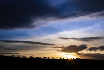 Naklejka na ściany i meble The silhouette of sheep grazing on farmland in the English countryside at sunset with dramatic clouds above in winter on a UK farm.