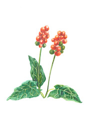 Watercolor drawing of the plant Aronnik spotted