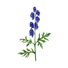 Wolf's bane plant. Watercolor illustration Aconitum. © Evgeniia