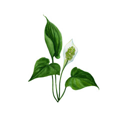 Calla marsh plant. Watercolor illustration of a flower