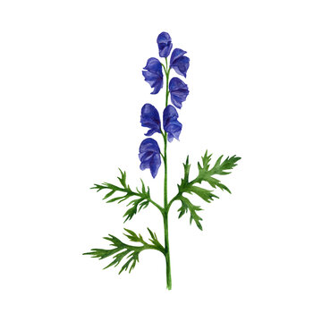 Wolf's bane plant. Watercolor illustration Aconitum.