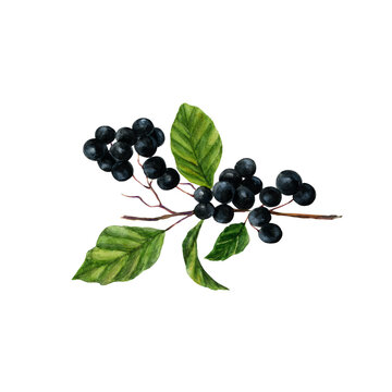 Alder buckthorn plant. Watercolor illustration of a plant with berries