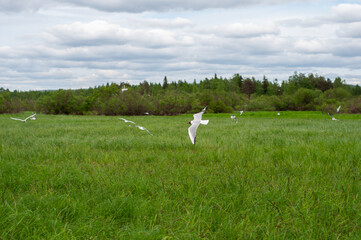 Fototapeta na wymiar Birds seagulls flying on Koivusaari Nature Trail in Rovaniemi, Lapland